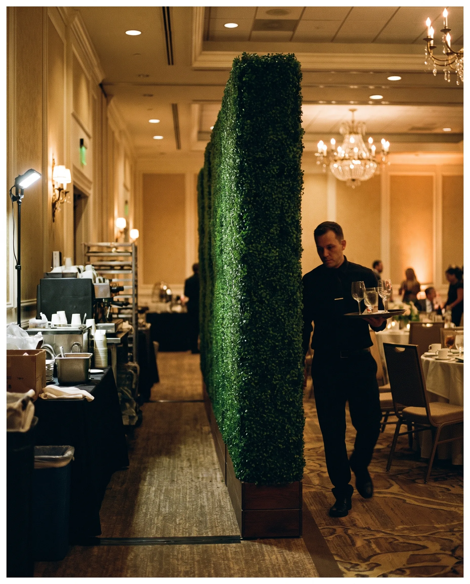 Dense boxwood hedge wall screening an event space